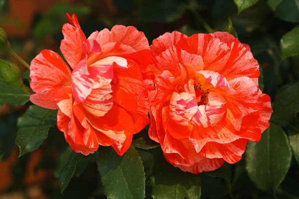 Rose Pair Two Toned by Joy Watson